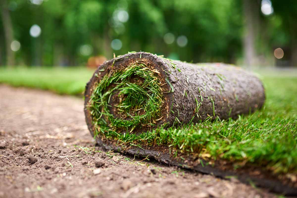 sod grass sod prices grass sod rolls