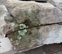 Moss Boulders landscaping