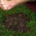 Supreme Shady Grass Seed