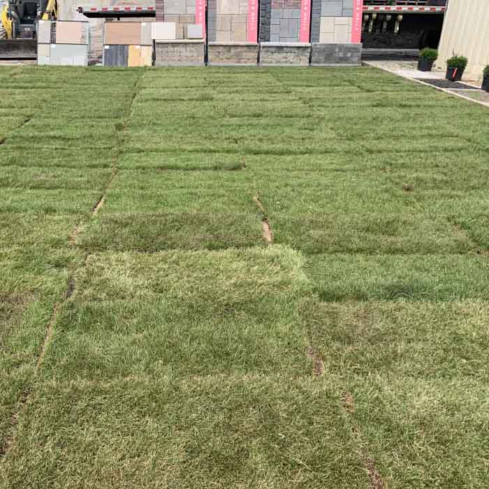 Kentucky Bluegrass Sod in Columbus ohio