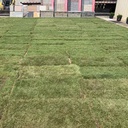 Kentucky Bluegrass Sod in Columbus ohio