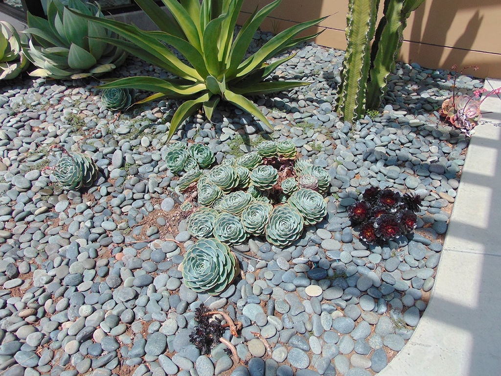 Black Mexican Beach Pebble Buttons - 3/4"