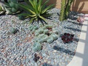 Black Mexican Beach Pebble Buttons - 3/4"