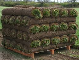 Tall Fescue Sod 24" x 54" (Square Yard)