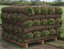 Tall Fescue Sod 24" x 54" (Square Yard)