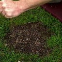 Supreme Shady Grass Seed