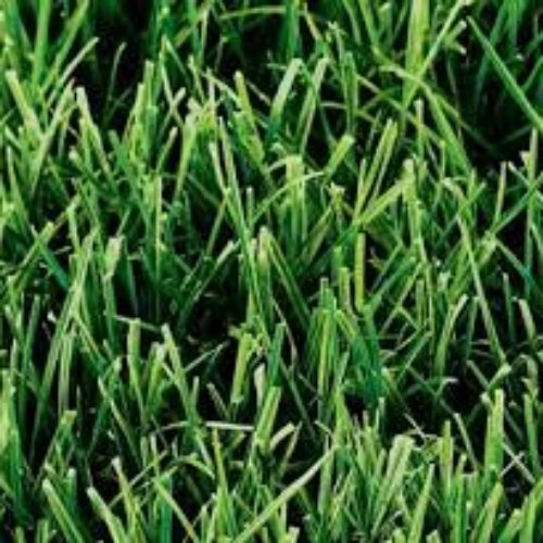 Trophy Turf Type Tall Fescue Grass Seed