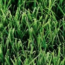 Trophy Turf Type Tall Fescue Grass Seed