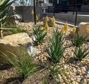 Small Buff Mexican Beach Pebbles
