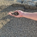 Pea Gravel bulk