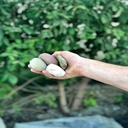 Small Buff Mexican Beach Pebbles Mr Mulch