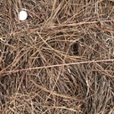 Pine Needles