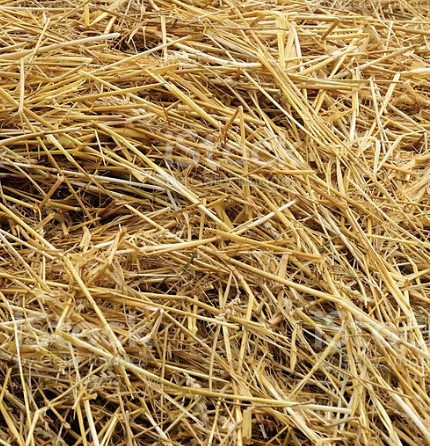 Wheat Straw