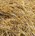 Wheat Straw