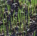 Trophy Turf Type Tall Fescue Grass Seed