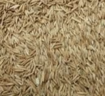 Trophy Turf Type Tall Fescue Grass Seed
