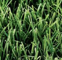 Supreme Shady Grass Seed