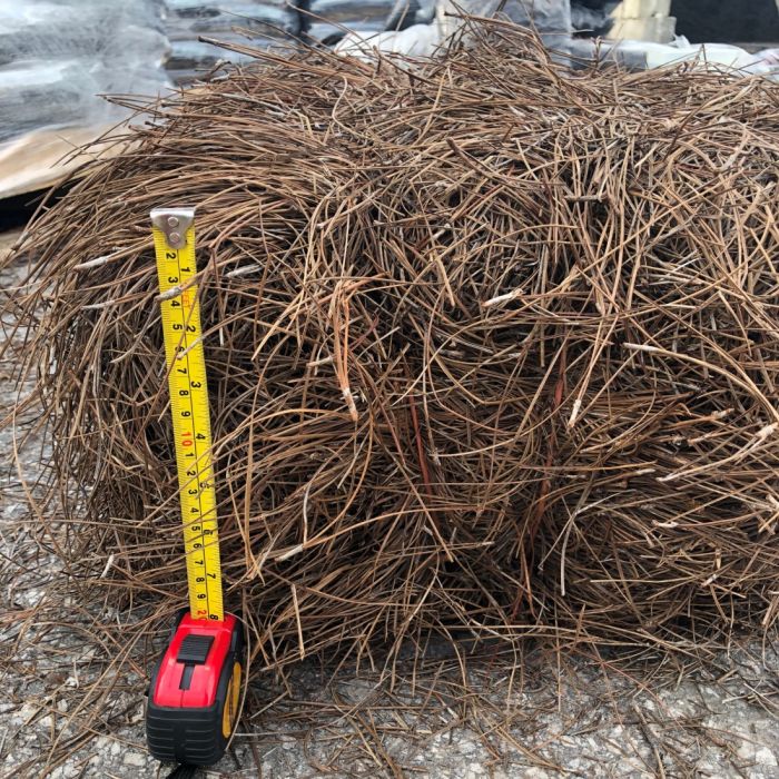 Pine Needles