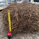 Pine Needles