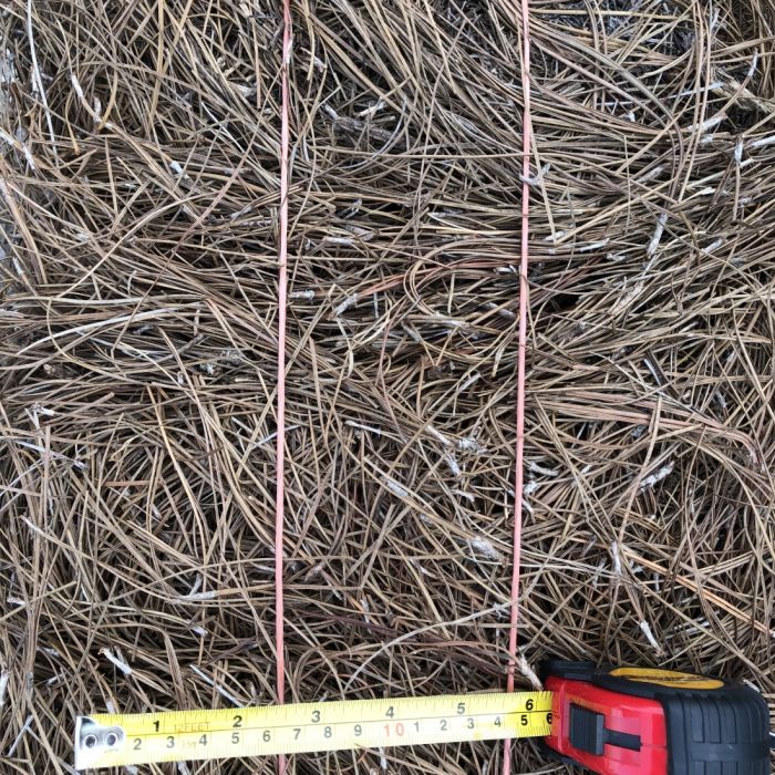 Pine Needles