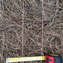 Pine Needles