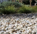 Small Buff Mexican Beach Pebbles