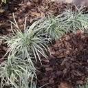 Pine Bark Mini Nuggets