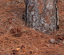 Pine Straw