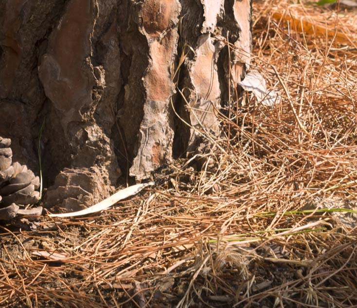 Pine Needles