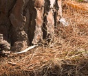 Pine Needles
