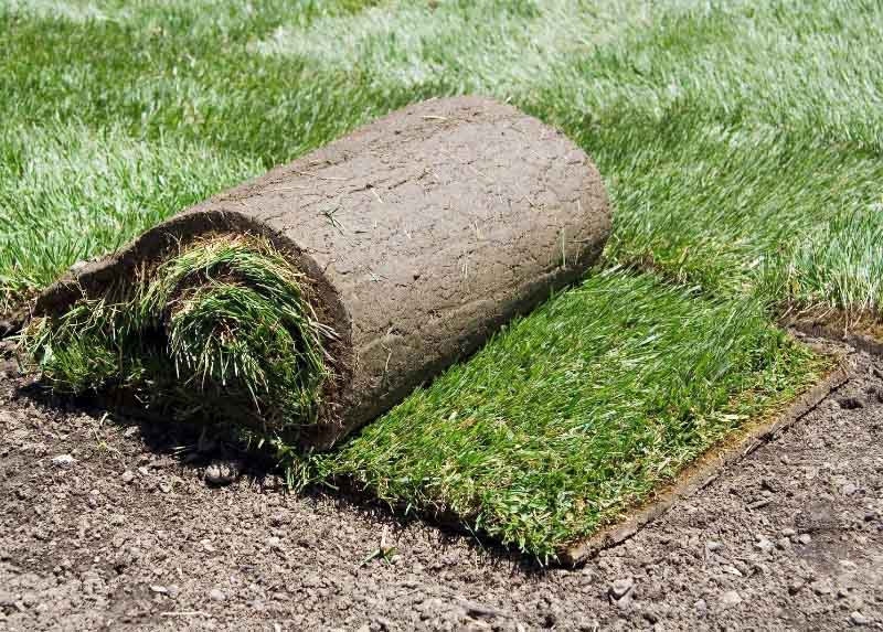 Roll of Kentucky Bluegrass Sod