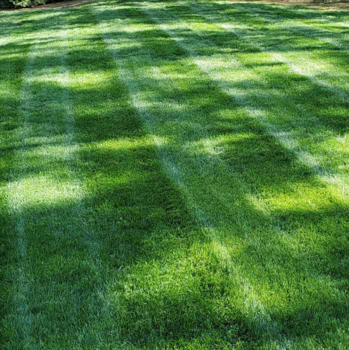 Kentucky Bluegrass Sod near me
