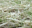 Wheat Straw