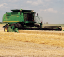 Wheat Straw