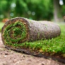 Tall Fescue Sod 24" x 54" (Square Yard)