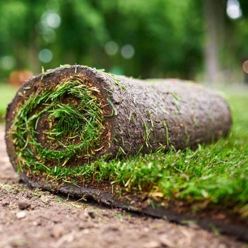 Tall Fescue Sod 24" x 54" (Square Yard)