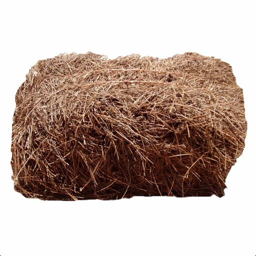 Pine Needles