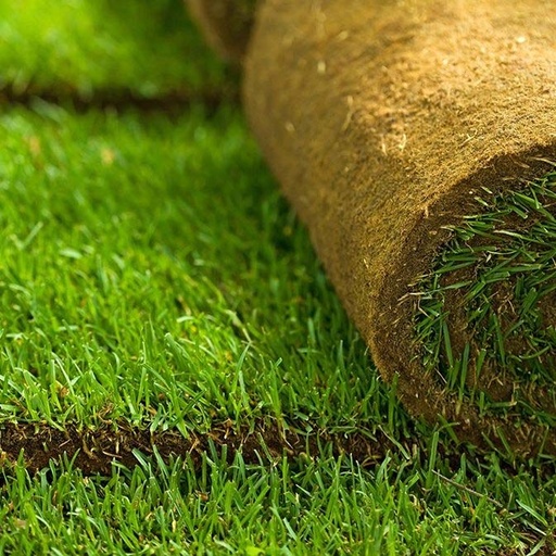 Kentucky Bluegrass Sod 24" x 54" (Square Yard)